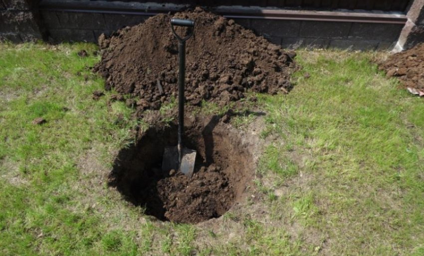 Місце для посадки жимолості Місце для посадки жимолості