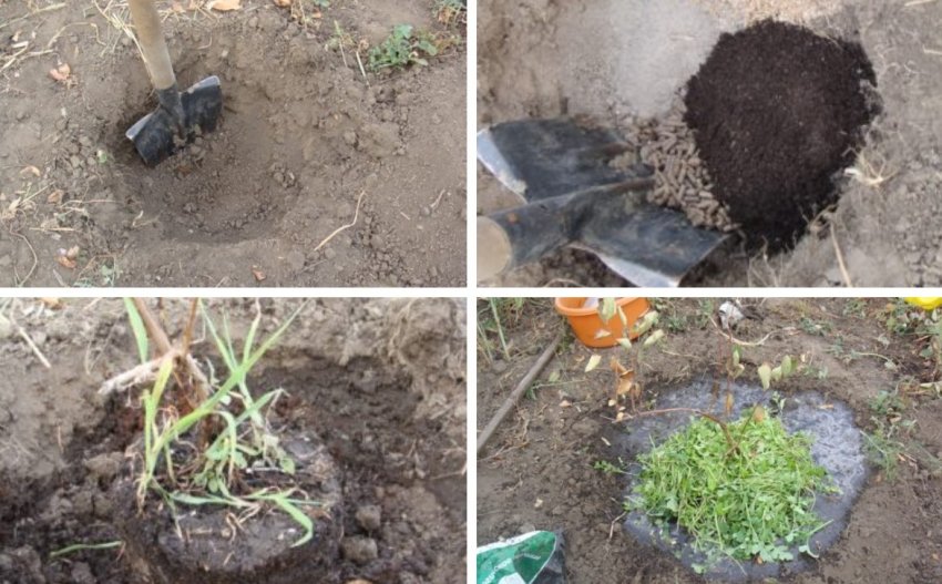 Посадка жимолості Посадка жимолості