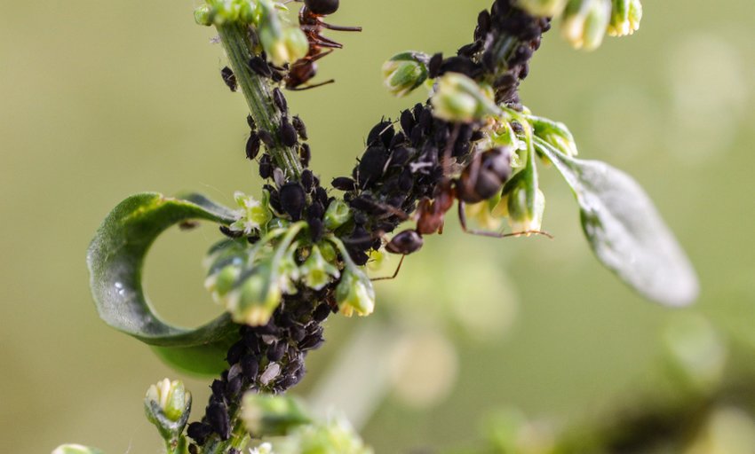 Попелиця на жимолості Попелиця на жимолості