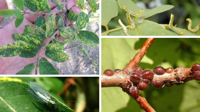 Шкідники жимолості Шкідники жимолості