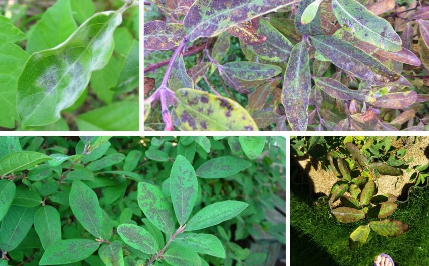 Хвороби жимолості Хвороби жимолості