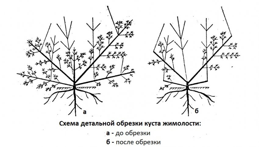 Схема обрізки жимолості Схема обрізки жимолості