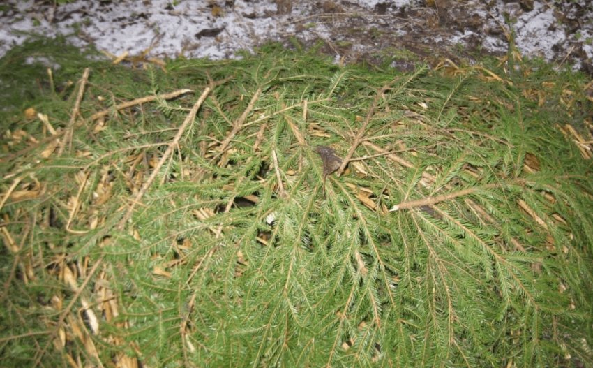 Укриття жимолості лапником Укриття жимолості лапником