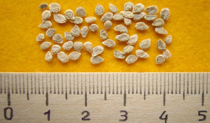 Насіння Насіння