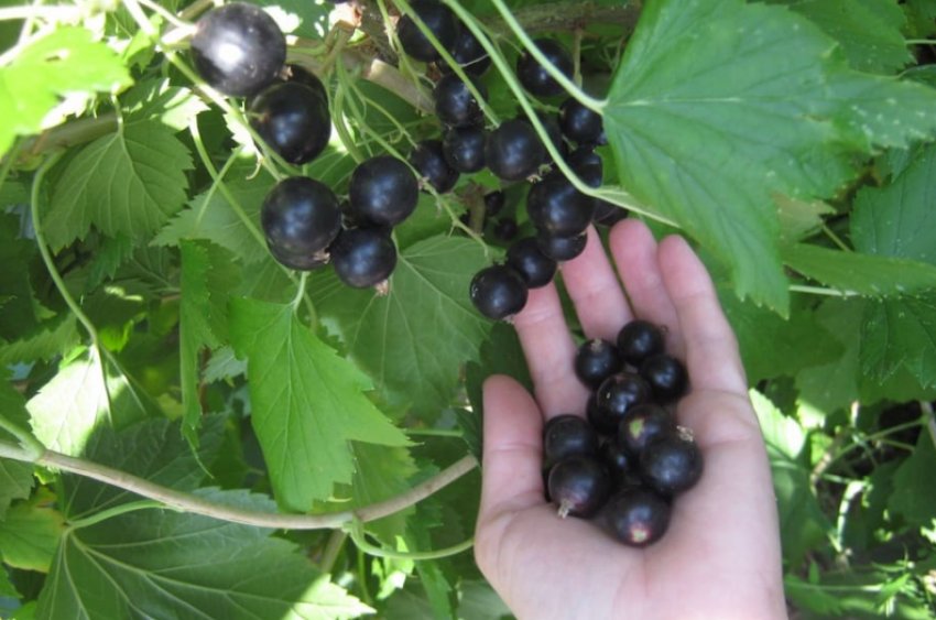 Збір ягід смородини Орловська серенада