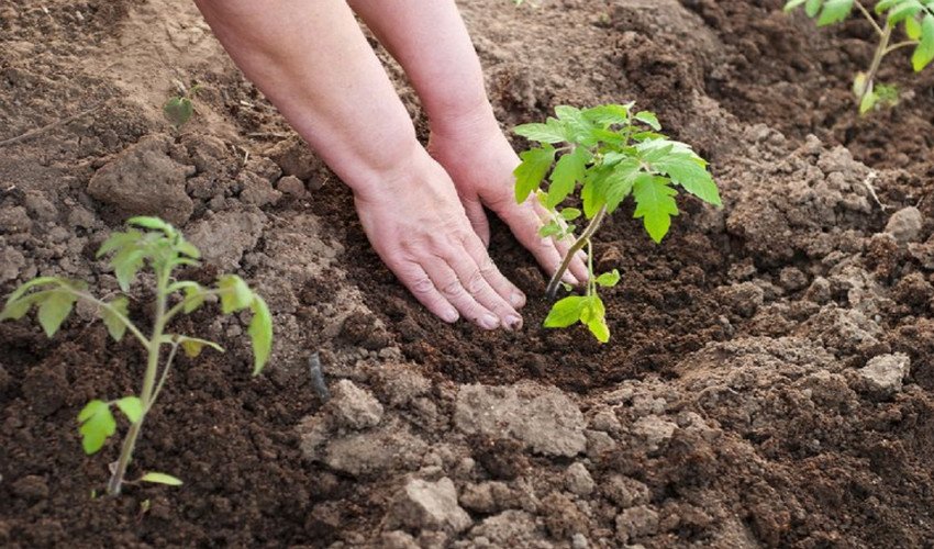 Висадка розсади Висадка розсади