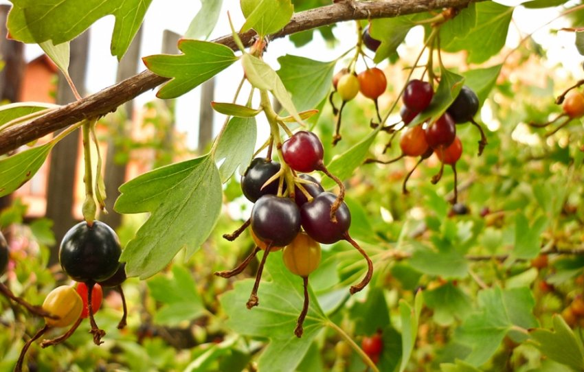 Смородина Дар Алтаю Смородина Дар Алтаю