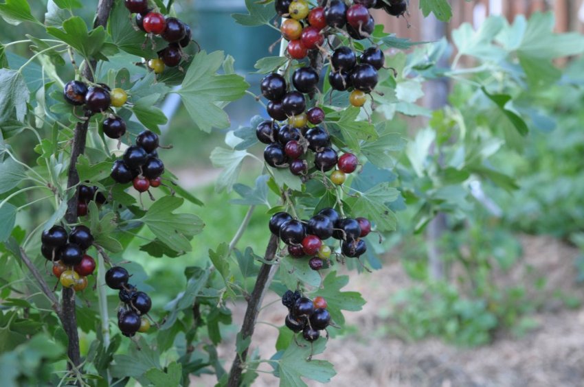 Смородина Єрмак Смородина Єрмак