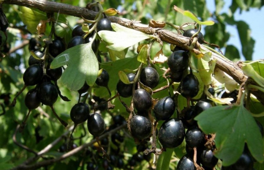 Смородина Подарунок Аріадні Смородина Подарунок Аріадні