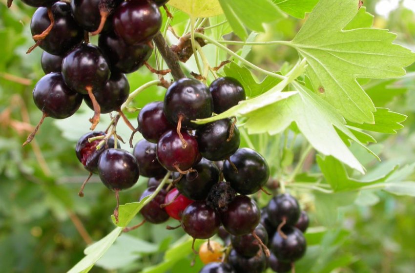 Смородина Шафак Смородина Шафак