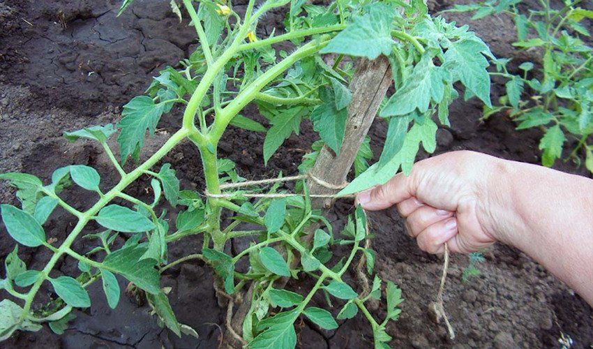 Підв'язування Підв'язування