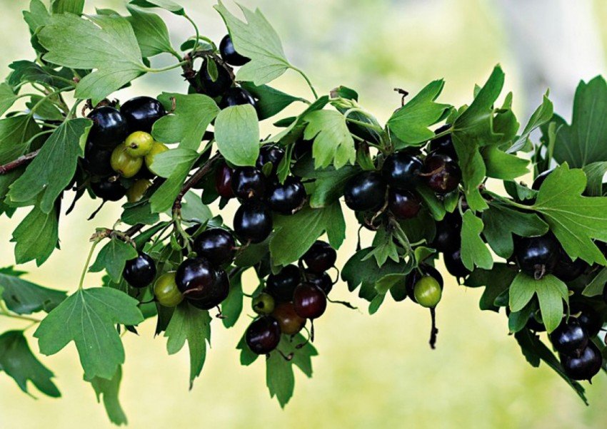 Смородина Венера Смородина Венера