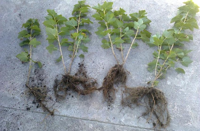 Саджанці золотистої смородини Саджанці золотистої смородини