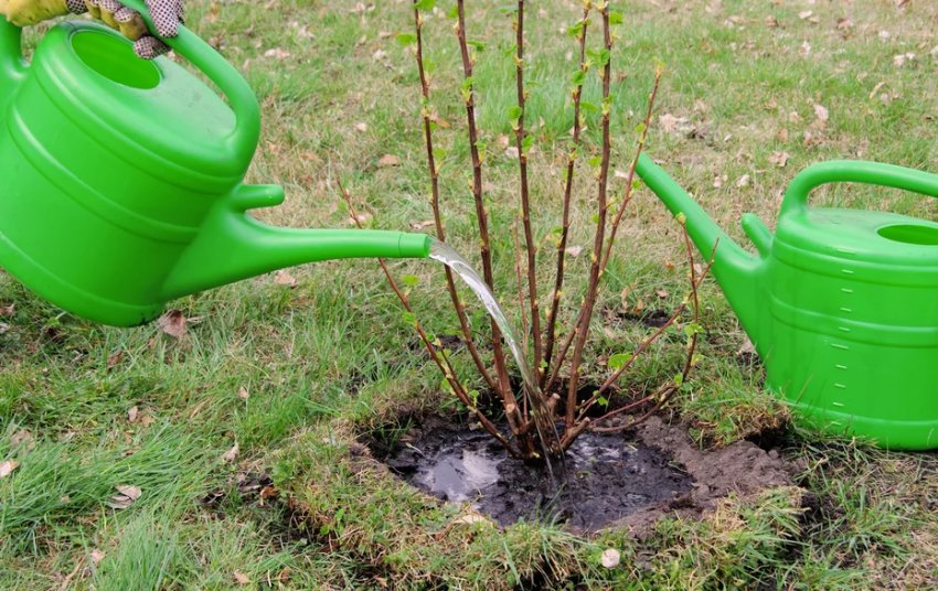 Полив смородини Полив смородини