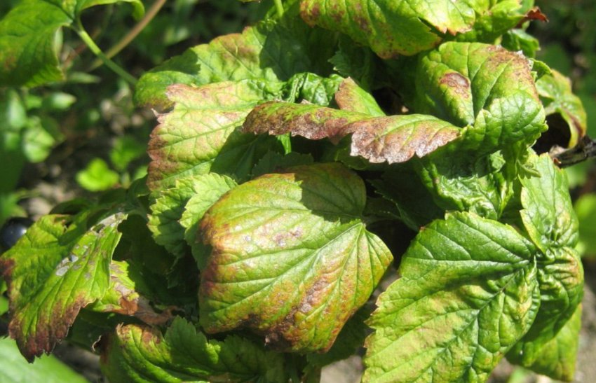 Антракноз смородини Антракноз смородини