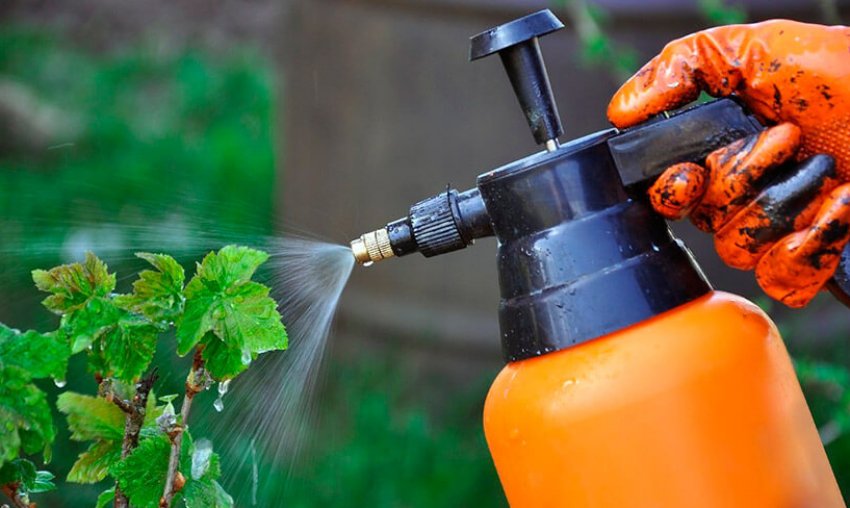 Обробка смородини від шкідників і хвороб Обробка смородини від шкідників і хвороб