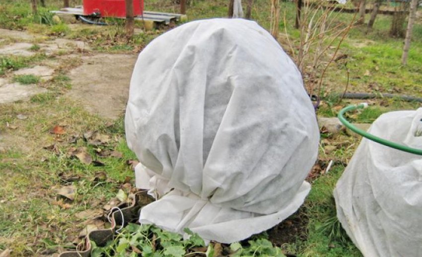 Укриття смородини на зиму Укриття смородини на зиму