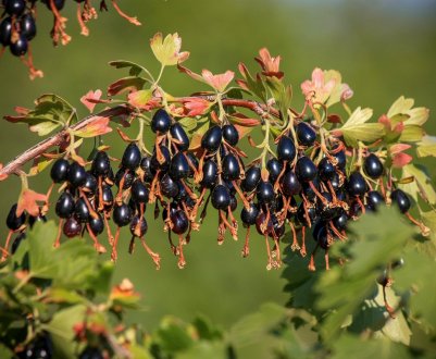 Що таке золотиста смородина: характеристика, сорти з Держреєстру