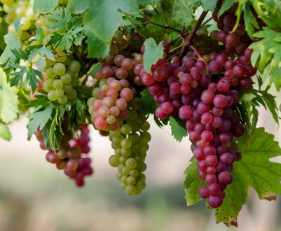 Внутрішній рейтинг російського імпорту можуть підняти санкції проти Тбілісі