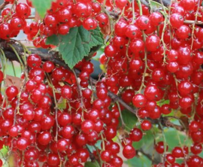 Червоний хрест: особливості сорту червоної смородини, посадка і догляд