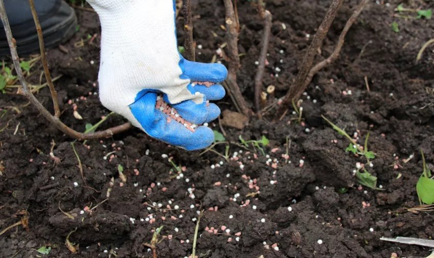 Внесення добрива для червоної смородини