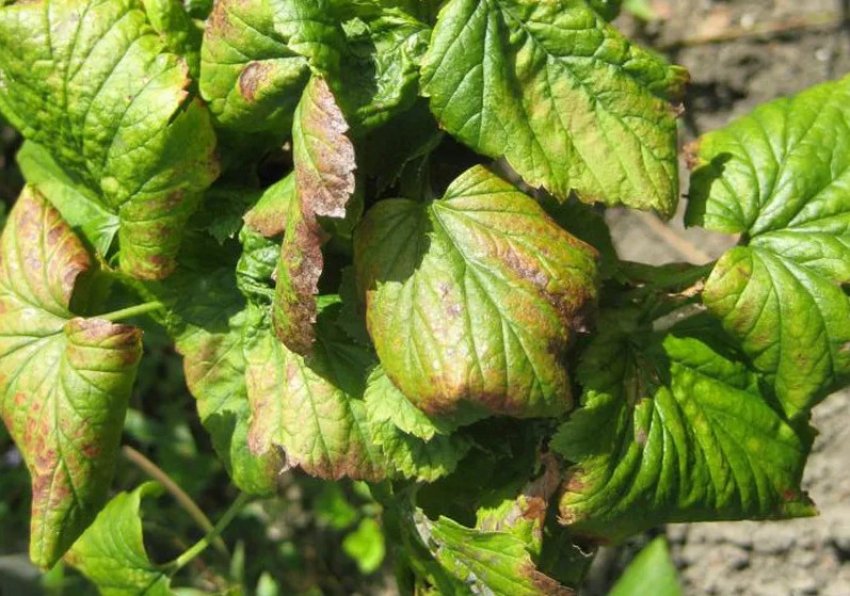 Антракноз на червоній смородині