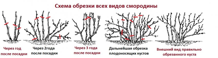 Черная смородина сорт черная багира отзывы. 93746.ptjn7c.850. Черная смородина сорт черная багира отзывы фото. Черная смородина сорт черная багира отзывы-93746.ptjn7c.850. картинка Черная смородина сорт черная багира отзывы. картинка 93746.ptjn7c.850. Добавить в избранное