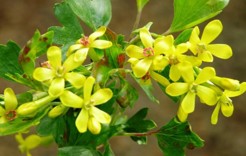 Квіти смородини Ляйсан