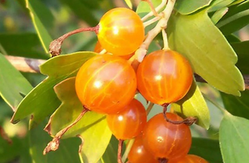 Плоди смородини Ляйсан