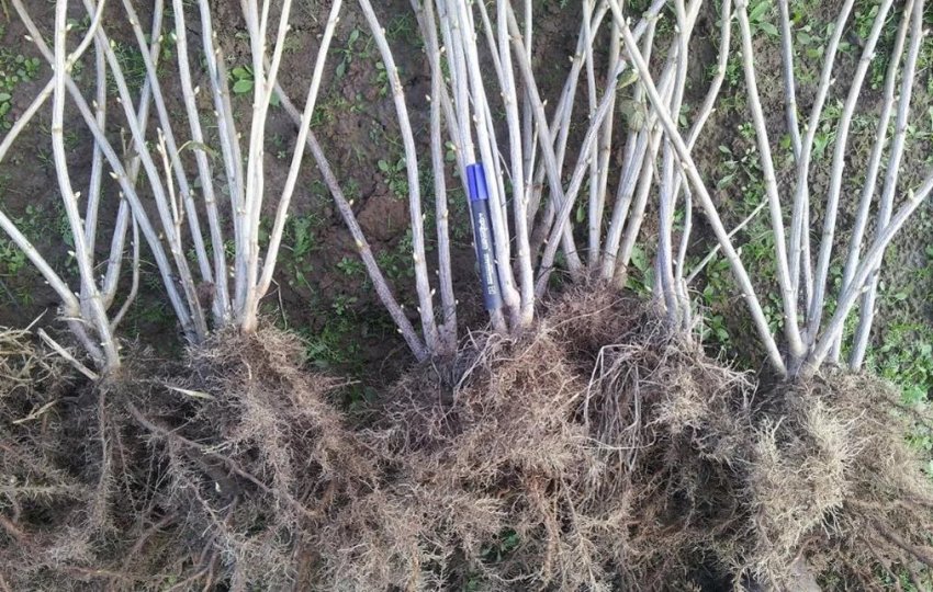 Коріння куща смородини Ляйсан