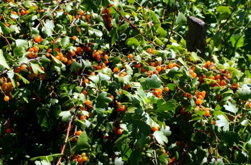 Смородина Ляйсан