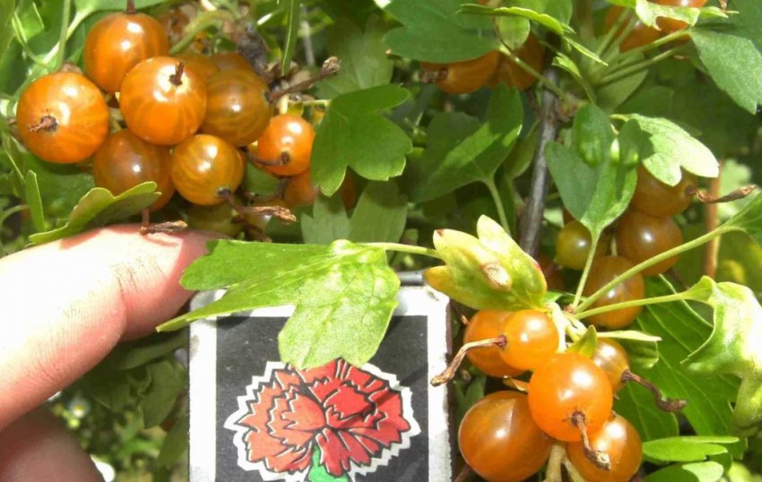 Смородина Ляйсан