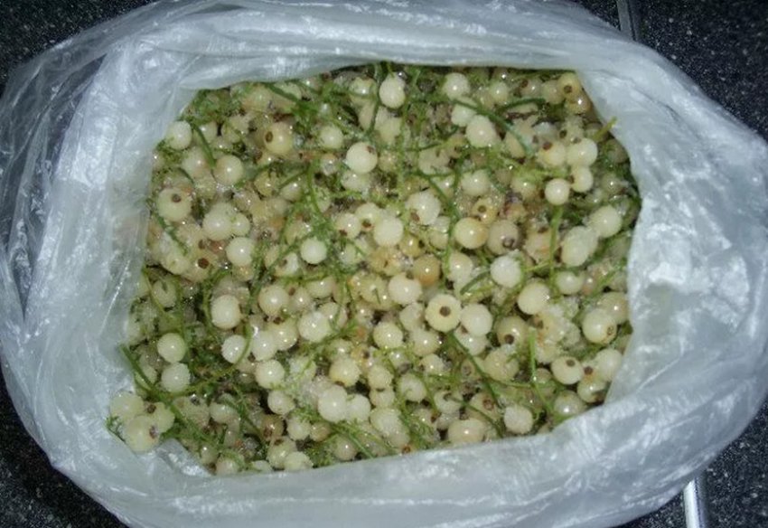 Заморозка смородини