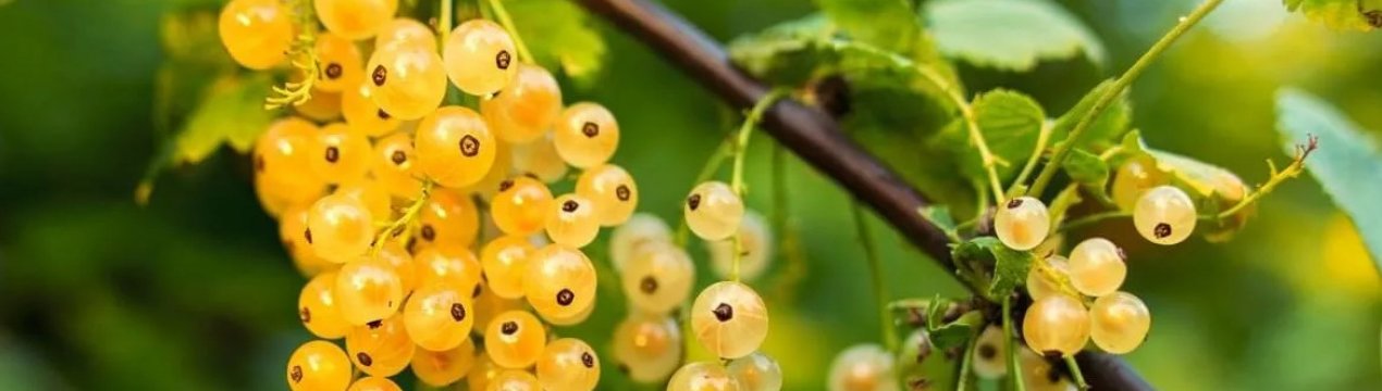 Золотиста смородина Ляйсан: особливості і характеристики сорту