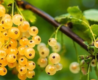 Золотиста смородина Ляйсан: особливості і характеристики сорту