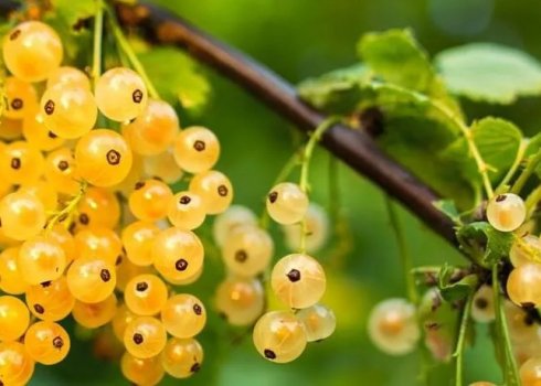 Золотиста смородина Ляйсан: особливості і характеристики сорту