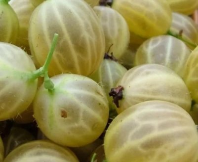 Агрус бесшипный сорти Пустун — зовнішній вигляд, характеристики, опис, посадка