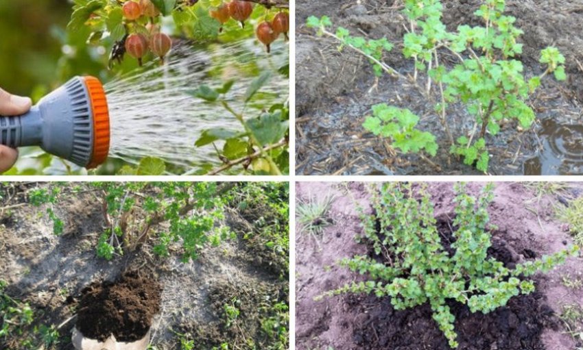 Полив агрусу