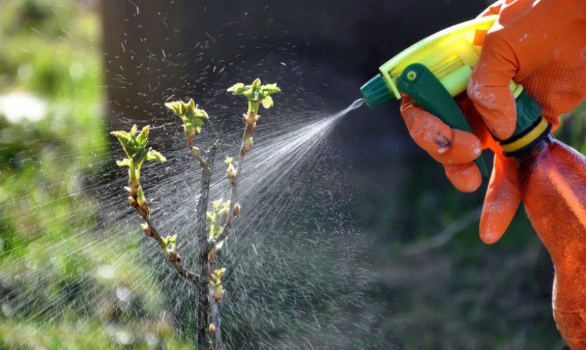 Боротьба з шкідниками і хворобами агрусу