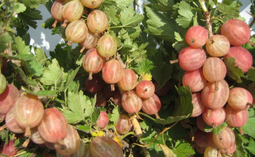 Агрус Цукерковий