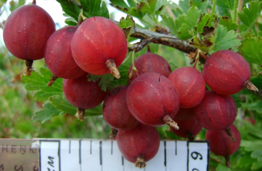 Достиглі ягоди агрусу сорти Цукерковий