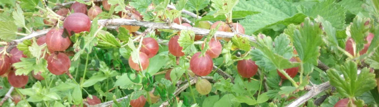  Агрус Цукерковий: характеристика, особливості вирощування і розмноження