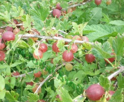  Агрус Цукерковий: характеристика, особливості вирощування і розмноження