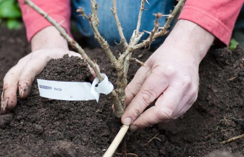 Посадка агрусу