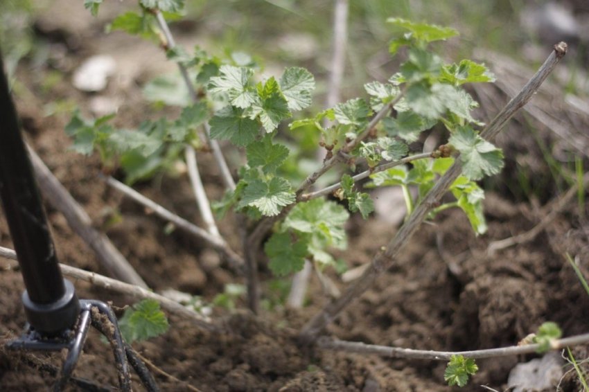 Розпушування грунту під кущем агрусу