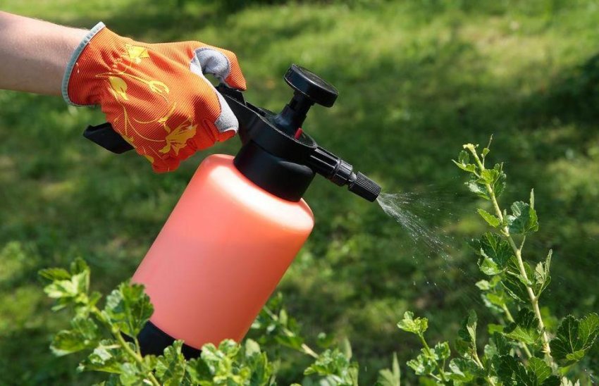 Профілактична обробка кущі аґрусу