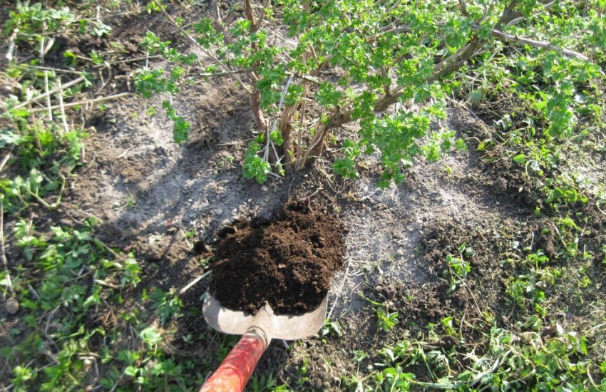 Добриво кущі аґрусу