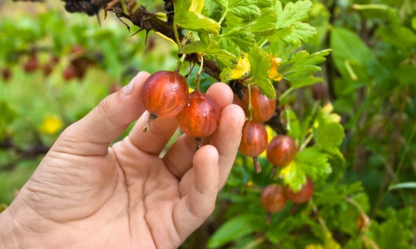 Зрив ягід аґрусу