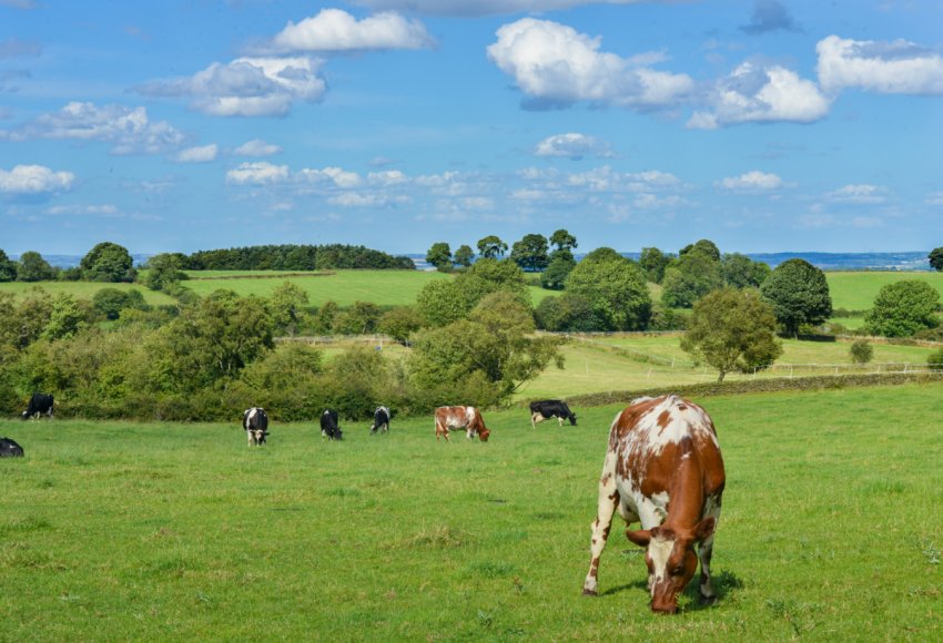 Сімейні ферми Курганської області отримають 60 мільйонів рублів