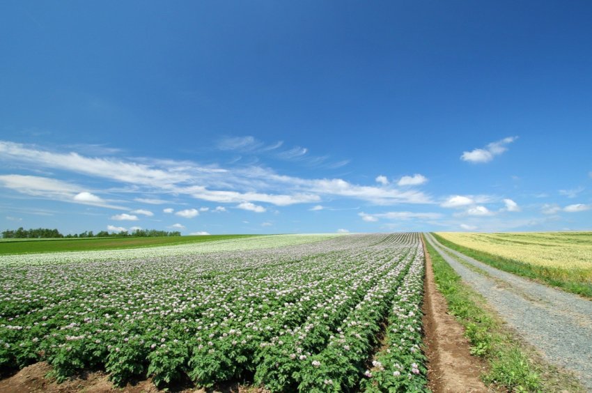 Держава заохочує селян підвищувати обсяги сільськогосподарського виробництва Держава заохочує селян підвищувати обсяги сільськогосподарського виробництва